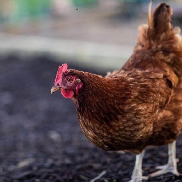 🐤Welcome to Simply Chick! 🐤 - Picture 2 of 9